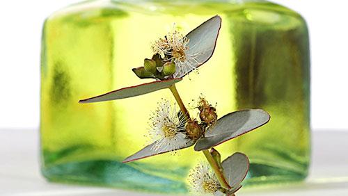 Okalipts ya ile tann<br>    Kurutulmu okalipts yapraklar kokulu bir yaa sahiptir. Bu yan kokusu iltihabnz azaltarak alerjinize iyi gelecek. 2010 ylnda yaplan aratrmada okalipts yann astma da iyi geldii grld.  yerinizde bir kabn ierisine koyduunuz  adet okalipts yapran gsnze temas ettirdiinizde ok daha rahat nefes aldnz fark edeceksiniz.