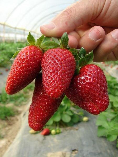 LEK<br>  Strese iyi gelir, sakinletirici etkisi vardr. Sigarann etkilerini azaltr. Sigara iilen bir odadayken gn boyunca aza iki ilek atlmas nerilir. ocuk felci ve az-deri yaralarna yol aan virsleri ldrc etkisi vardr. Kansere yakalanma riskini azaltr, mide ve barsak zayflklarn giderir. Safra kesesi hastalklarna iyi gelir. Yksek atei drr. Dilere ve di etlerine iyi gelir, di talarnn olumasn engeller, cilde canllk kazandrr.