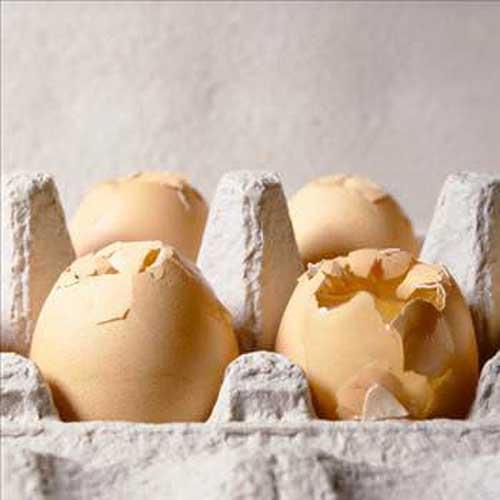 Yumurta sarsndaki renk farkllnn sebebi nedir?  <br>  Yumurta sarsnn koyuluu tavuun yemine gre deiebilir ve yumurtann besleyicilii veya kalitesi zerinde herhangi bir etkisi yoktur. Tavuk yeminde nerilen miktarndan daha fazla buday bulunursa yumurta sars ak, msr bulunursa koyu olabilmektedir.