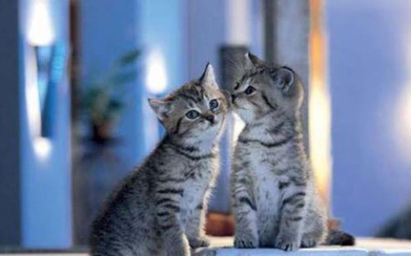 Yaplan arama: Kedi flrt. Ayda ka kez aranyor: Ortalama 110