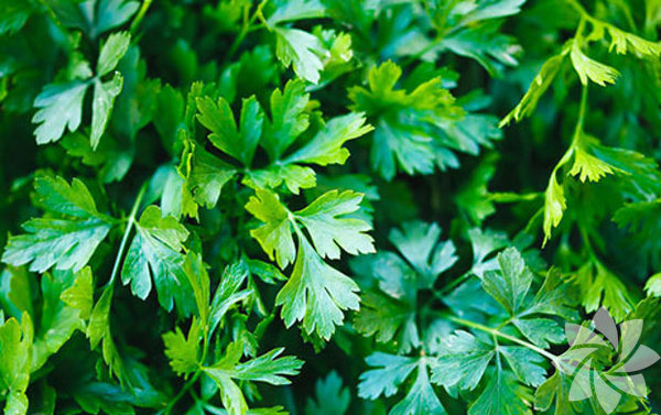 Maydanoz<br>  Dnyann en mehur garnitr olan maydanoz yemeinize renk ve koku katmaktan fazlasn yapyor. Yaplan son aratrmalara gre, maydanozda bulunan antioksidanlar karacieri temizleyerek, metabolizmay canlandryor. Peki bu kilonuzu nasl etkiler?  Karacier vcutta besinlerin depolanmas ile birlikte, sindirim ve metabolizma iin de nemlidir.  Yal, hasarl karacier metabolizmay yavalatr ve kilo almanza sebep olur; maydanoz ise bunu engeller.