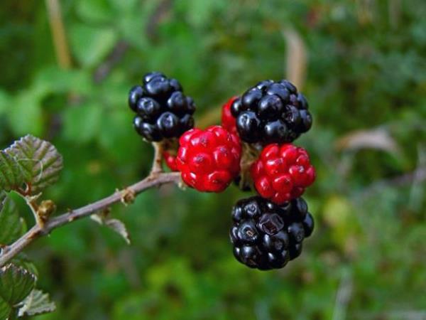 6. Yaban mersini, brtlen, ilek<br>  Yaban mersini, brtlen ile ilein ieriinde bulunan C vitamini ve ellagik asit, kanser hcrelerinin bymesini nleyerek koruyucu etki gsteriyor. zellikle meme, cilt ve akcier kanserlerinde nleyici etkisi bulunuyor. ilek ve brtlen genetik kodumuz olan DNA&#8217;mzdaki hasar gidererek akcier kanserinin nlenmesinde de etki salyor.