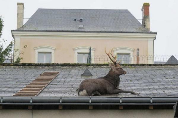 Fransa'da bir geyik atda mahsur kald.