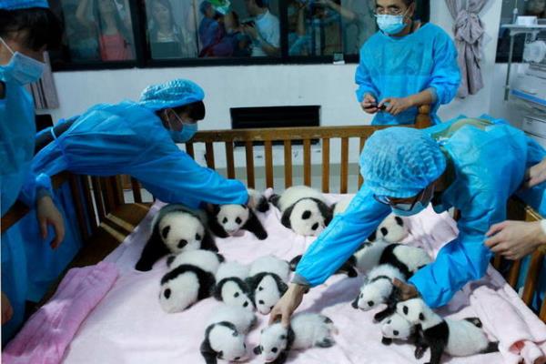 Dev Panda Yetitirme ve Aratrma ss'nde itina ile tedavi edilen bir grup bebek pandalar.