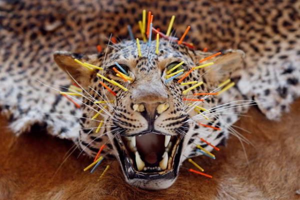 l bir leopar derisini sk tutmak iin akupunktur tedavisi yaplr.