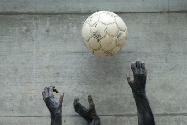 Almanya'nn Wilhelma Zooloji Botanik Baheleri'nde,iki cce mark empanze spor yaparken.