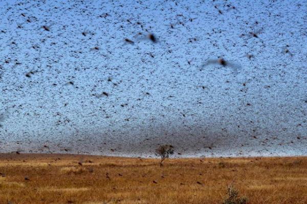 Madagaskar,krmz ekirge srs igalinde.