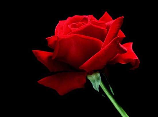 38. Sizin en hayrllarnz, hanmlarna kar en iyi davrananlarnzdr