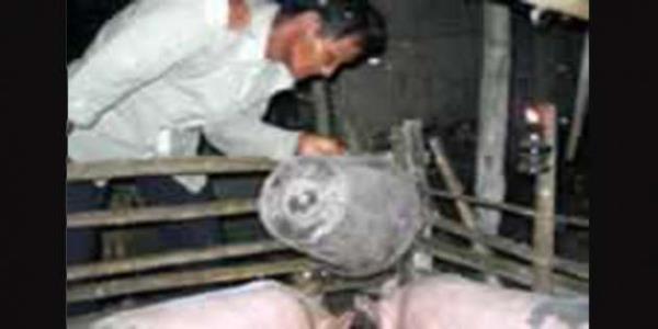 Ngoc: 30 YIL UYUYAMAYAN ADAM  64 yandaki Taylandl Hai Ngoc 1973 ylnda atei ktktan sonra uyuyamadn syledi. Sonraki 11,700 gece uyumak iin koyun sayma yntemi de ie yaramad.