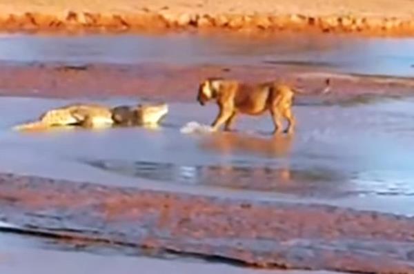 Vahi doada krallarn sava. 3 aslan 1 timsaha saldrd. ki taraftan biri pes etti. 2 raund sren savan sonucunda ok olabilirsiniz!  <br>  1 RAUND!