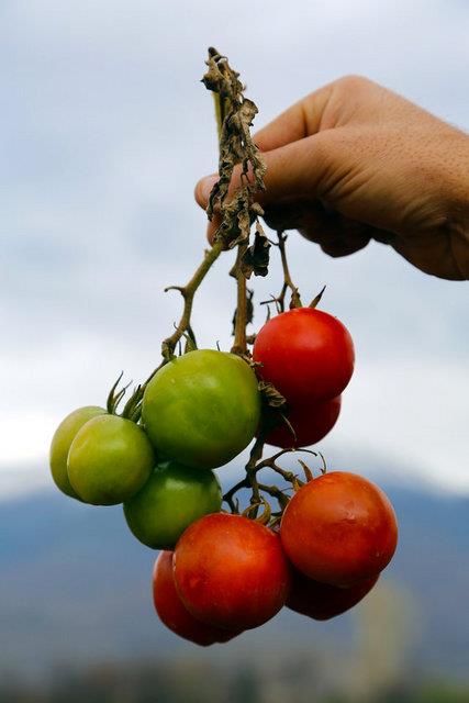 B5 Vitamini<br>  Yumurta sars, yeil sebze, karacier, bira mayas ve kuru sebzede bulunur, organlarn, dokularn hcrelerini besler