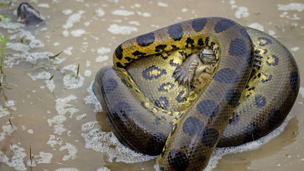 Bir gletin iinde anakonda kamlumbaay kskvrak yakalad.