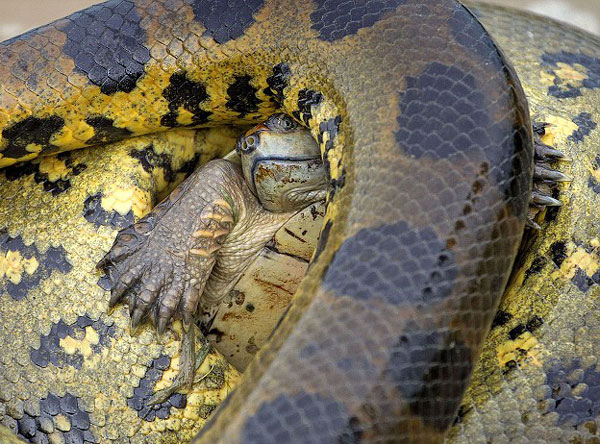 Minik kaplumbaa dev anakondaya sonuna direndi ve sert kabuu sayesinde lmden kurtuldu. Bir anda suyun iinde hamle yapan kaplumbaa yem olmaktan kl pay kurtuldu.