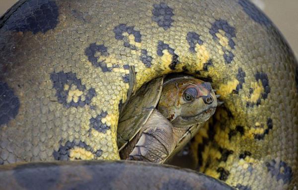 Kampumbaann dev ylana yem olmamak iin verdii hayat mcadelesi saniye saniye fotorafland.