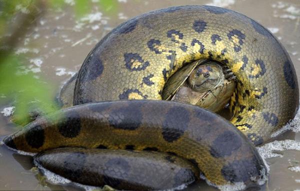 Ylan kaplumbaay etkisiz hale getirmek iin birka dakika sresince gvdesinde sktrd.