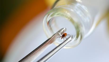 1- Dnyadaki al yenmek iin Birlemi Milletler entomofajiyi yani bcek yiyerek beslenmeyi neriyor. Yaplan konferanslarda entomofajinin bir yaam tarz olarak benimsenip benimsenemeyecei tartlyor