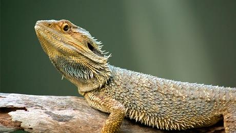 20- Dier yandan, ksmen a bir ekilde uzun bir mr srdrlebilir. Srngenler zerinde yaplan aratrmaya gre, gnlk kalori almnn yzde 30 azaltlmas kanser ve Alzheimer riskini azaltyor ve mr uzatyor.