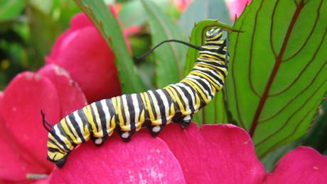 2- Dnya zerinde tam 2 milyar insan, proteini sadece bceklerden alyor. Bir caterpillar trtlnda, bir porsiyon biftekten daha fazla protein var