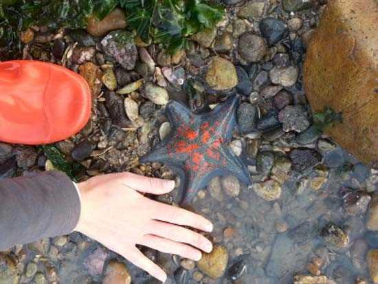 Milyonlarca insan denizin ekilmesiyle birlikte ortaya kan bu yoldan adaya yrmek iin burada toplanyor.Ancak Gney Koreliler med cezir olduuna inanmyorlar.