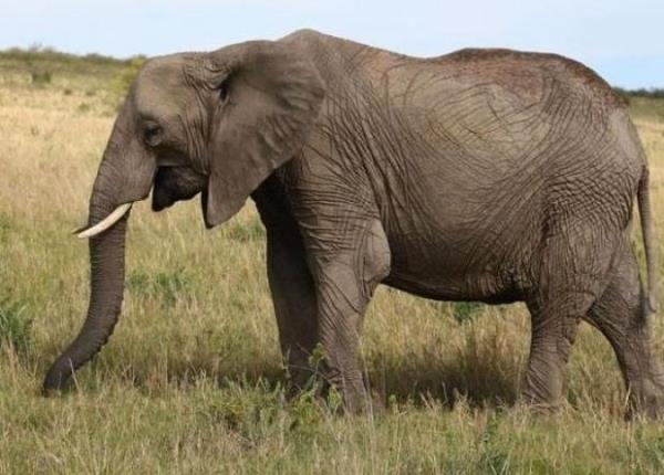 Afrika filleri Sadece 2013'te 35 bin Afrika fili dileri iin katledildi. Bu trn 2020'de tamamen yok olaca tahmin ediliyor