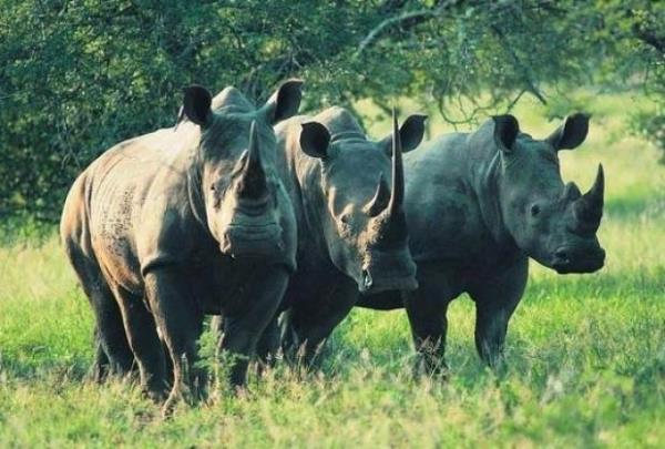 Gney Afrika gergedanlar Gney Afrika gergedanlar kontrolsz avlanma nedeniyle 2020'yi gremeyecek.