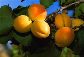 - Kays ya ve kuru olarak; fonksiyonel gdadr. Yani nleyici, koruyucu ve destek gdalardandr. Yani salkl ve iyi yaam iin gerekli gdalardandr.