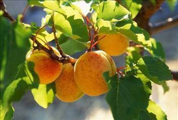 - Fenolik asitlerin pek ounun, &#8220;Betakaroten ve C vitamininden ok daha gl antioksidan etkiye sahiptir. - Karotenoidlerin; gz ve deri olmak zere salkta birok etkileri vardr.
