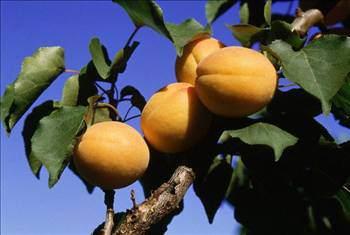 Kays; ya kays, kuru kays, kays suyu, kays hoaf, kays ekirdei olarak tketilmektedir.