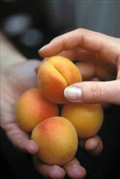 - Potasyum; elektrolit dengesi, sinir sistemi, kalp atlar, vcut beyin hcreleri ve kas dokusu iinde gerekli bir mineraldir. - Kuru kays; kabzlkta tketilebilir.