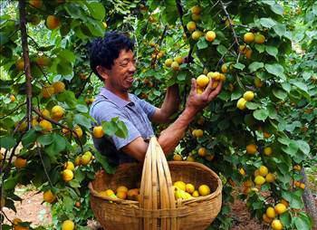 - Kays; kemik erimesinin nlenmesinde faydaldr. - Kays, doal lif asndan zengin olduundan kabzla iyi gelir.