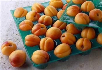 Birok bitkinin olduu gibi kaysnn faydalar da saymakla bitmiyor. ifal bitki olarak kays maskesi ve kays kr yaparak cildinizi d etkenlerden koruyabileceinizi ve daha przsz,