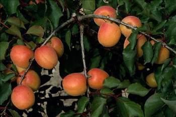 - Kays; A, B, C ve P vitaminleri, demir, magnezyum, kalsiyum, fosfor, kkrt, bakr, krom ve manganez mineralleri asndan da zengindir.