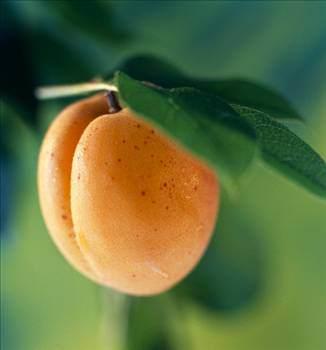 - Kays; baklk sistemini glendirir kanszla iyi gelir, kan yapmna yardmc olur ve sinirleri yattrr, uyku dzenine yardm eder.