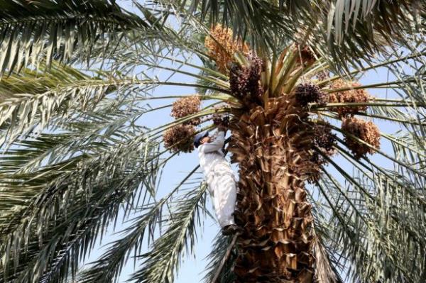 Stres ve sinir bozukluunu giderir. Sinirleri sakinletirir.