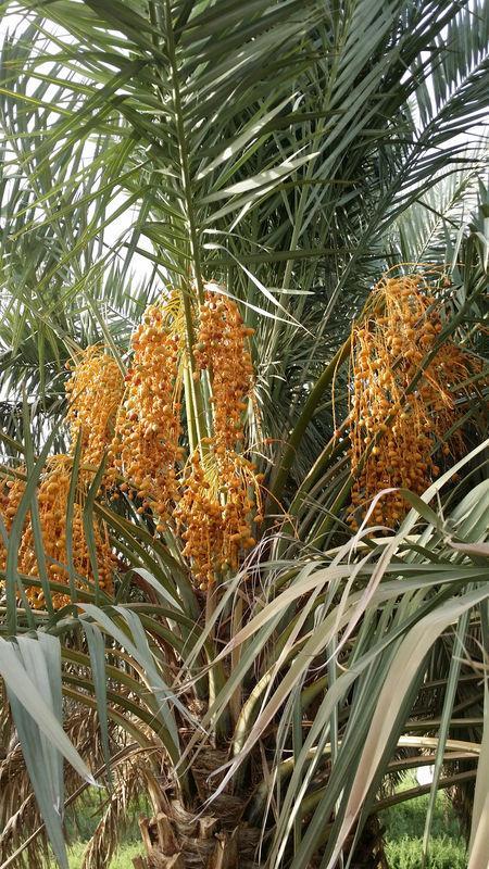 A vitamini ihtiva eder. Bu da gece krln engeller veya varsa iyiletirir.