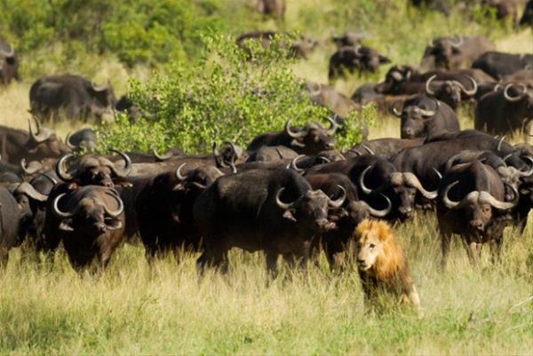Tek bana olan aslan yzlerce bizonun arkasndan kotuunu fark edince kayor.