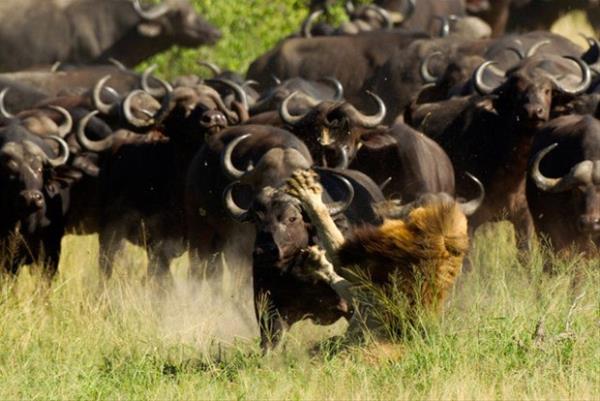 Fotoraf karelerinde, bir aslan bizon srsnn saldrsna uruyor.