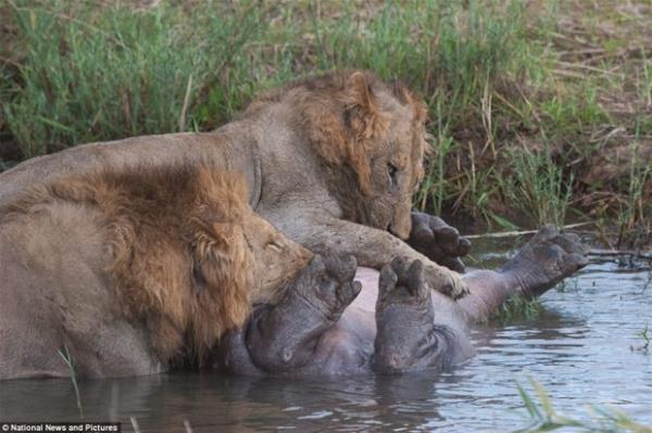 ki aslan bir hipopotama kar!  <br>    Ve Oyun bitti: Aslanlar 1, hippo 0. Aslanlar zavall hipopotam suyun iinde kstrarak galibiyetlerini ilan etti.