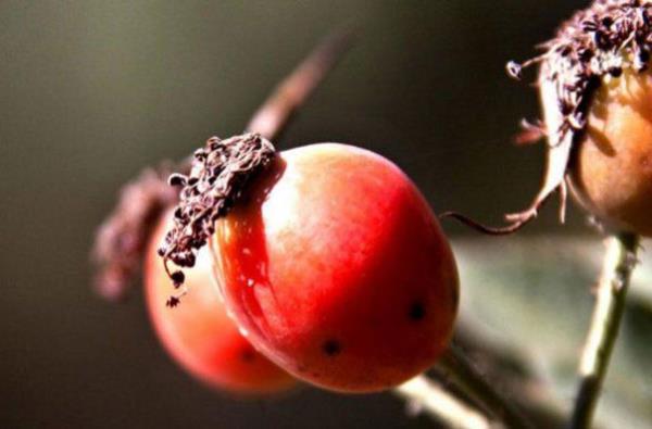 Kuburnu: Kuburnu ay ise kanserli hclerin yaylmasn engeller.