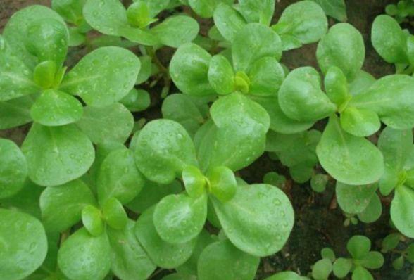 Semizotu: Semizotu ok iyi bir A vitamini deposudur. A vitamini en gl antioksidanlardan biridir. Antioksidanlar, oksidatif strese bal gelien hastalklardan sizi korur ve yalanmanz geciktirir. A vitamini akcier kanseri bata olmak zere eitli kanserlere kar korunmanz salar. Salkl gzler iin de A vitamini arttr.