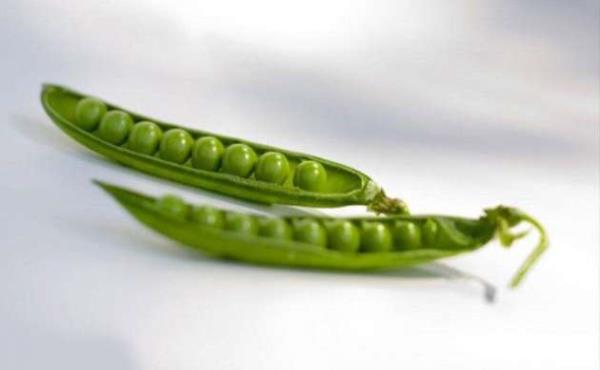 Bezelye: Bezelye kanszlk, kan kanseri, barsak kanseri riskini azaltr. Bunun yan sra karacierin dzenli almas salar.