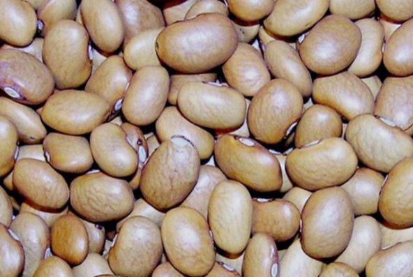 Baklagil: Gs kanserine kar koruyucudur ve strojen hormonunu dengeleyici zellii bulunmaktadr.