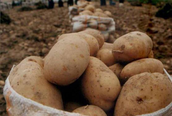 Patates: Sindirimi kolaylatrr ve kabzl nler. Kan temizler. Kansere kar koruyucudur. Barsak iliini ve basur arlarn azaltr.