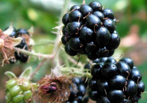 Brtlen: Brtlenin zefagus kanserine kar koruyucu zellii bulunmaktadr. Ayrca kolon kanserine kar da faydas bilinmektedir. eriinde bulunan siyanidin adl bir madde tmr geliimini nlemekte.