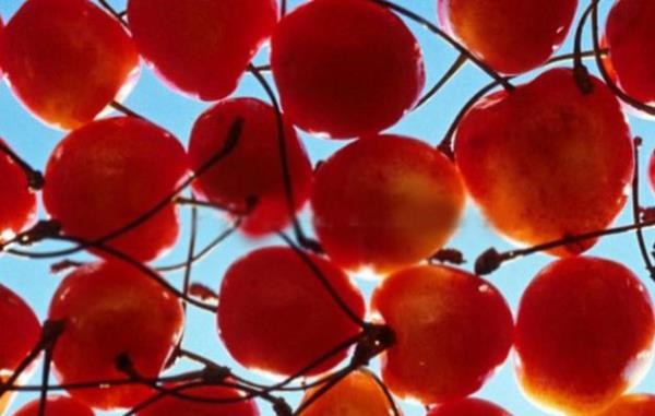 Vine: Kanser hcrelerinin bymesini engeller. zellikle prostat ve kolon kanserine kar koruma salar.