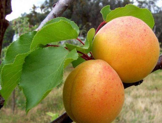 Kays: Kalp ve eker hastalklarna iyi gelmektedir. Kanserden koruyan ve zellikle cilt kanserine kar nlem almanz salayan kays, cinsel gc de artrmaktadr.