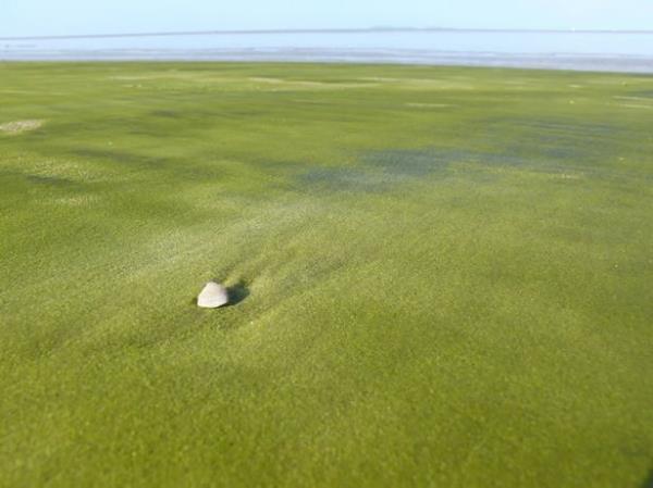 Yeil Yosun Plaj - Yeni Zelanda