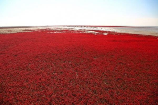 Adn tuzlu-alkali topraklarda yaylan deniz otu trnn grnmnden almaktadr.