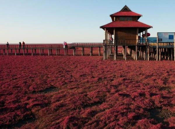 Krmz Plaj (Red Beach), in'de Panjin City&#8217;nin 30 kilometre gneybatsnda, Liaohe Nehri Deltas'nda bulunmaktadr.