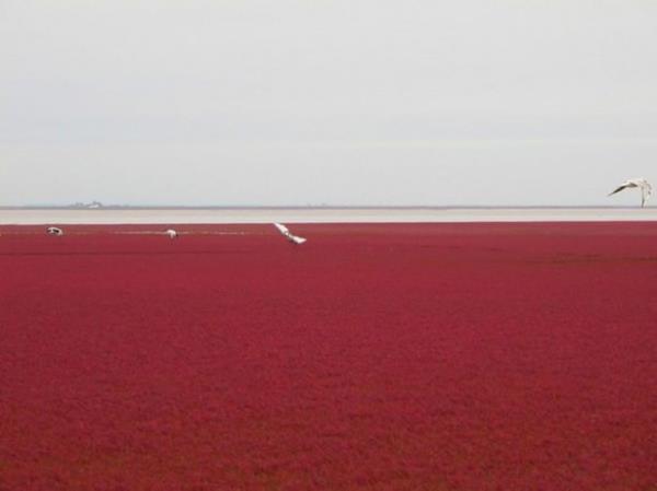 Krmz Plaj, bir doa rezervi olduu iin -kk bir blm hari- halka kapaldr.